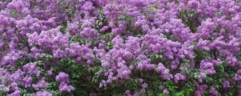 欧洲丁香花几月份开（欧洲丁香花期多少天）