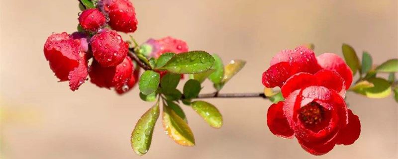 海棠花花语（海棠花的花语和寓意）