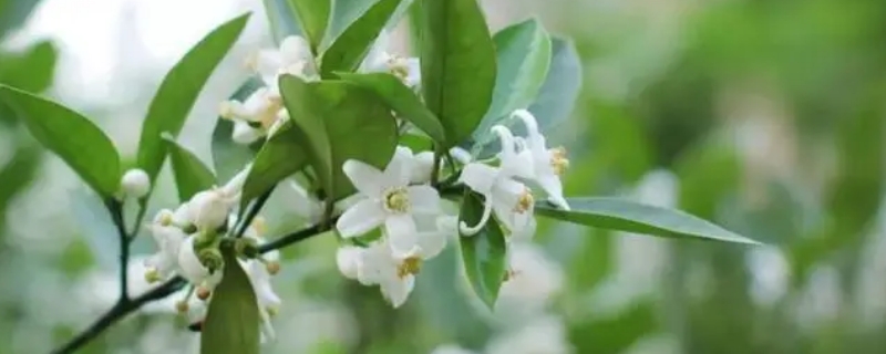 橙花瑞香为什么难养 橙花瑞香怎么养