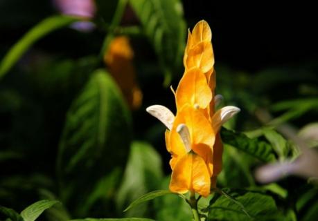 金苞花的养殖方法：喜高温高湿环境 金苞花的花期多长