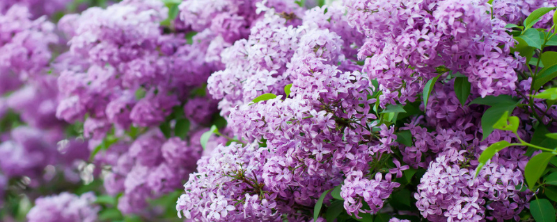 丁香花的花语和传说 丁香花的别称和花语