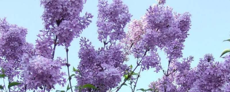 丁香花越冬的方法 丁香花越冬的方法小说好看吗