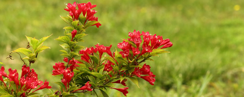 花叶锦带冬天落叶吗 花叶锦带冬季修剪