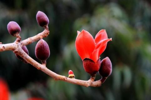 木棉花和攀枝花是一种花吗