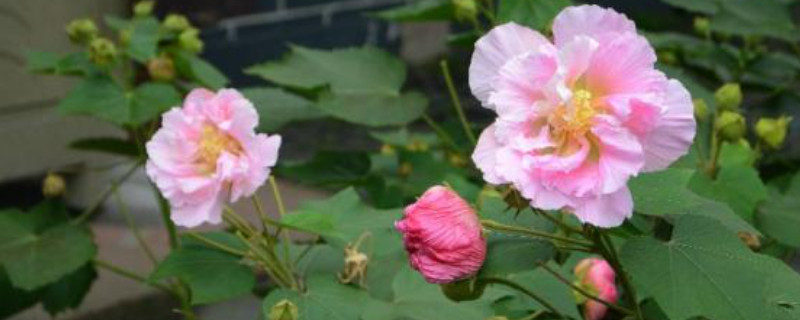 芙蓉花花苞没开就蔫了怎么办 芙蓉花苞还没开就蔫了