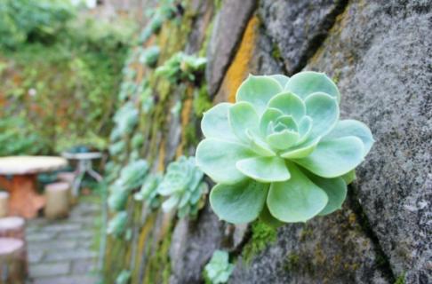 石莲花怎么养：怕积水，忌烈日（石莲花的繁殖方法）