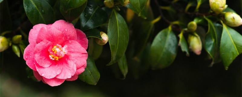 茶花叶子有锈斑怎么治 茶花叶子有锈斑怎么治视频