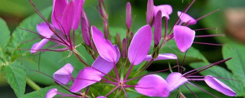 醉蝶花怎么发芽（醉蝶花芽苗）