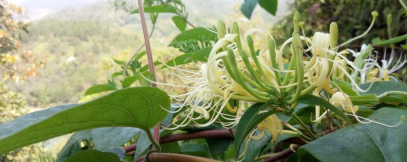 野生金银花与种植金银花的区别（野生金银花和种植金银花的区别）