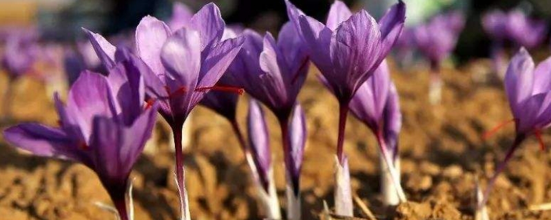 藏红花冬天可以种吗（藏红花冬天能种植吗）