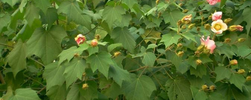 芙蓉花叶怎样生根（芙蓉花叶怎样生根快）