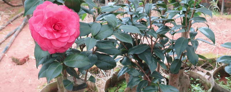 嫁接的茶花树能活几年 哪些树可以嫁接茶花