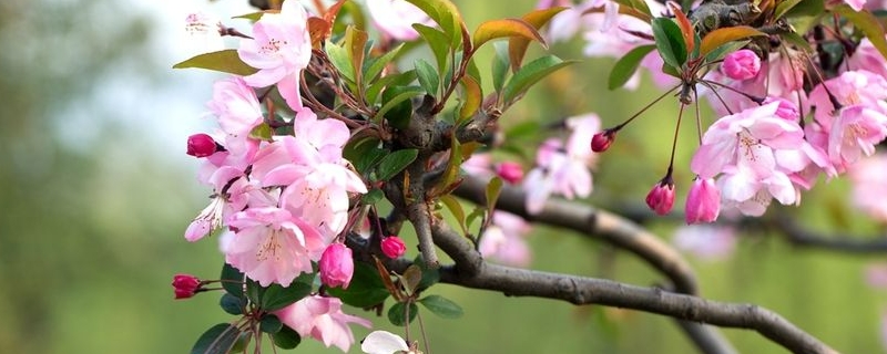 海棠花是什么颜色的 海棠花是什么颜色的像什么