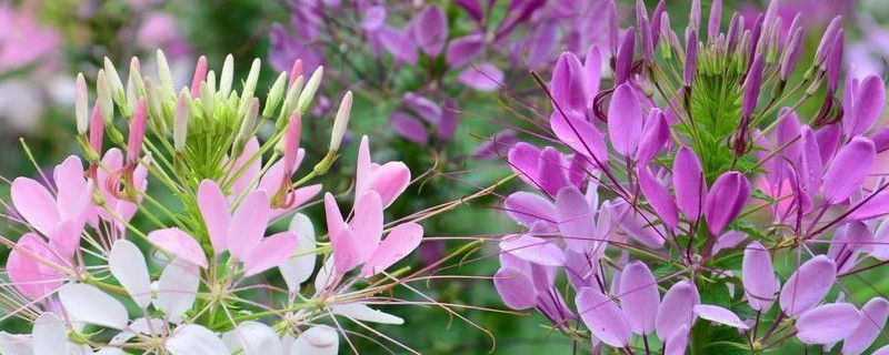 醉蝶花花语和寓意 醉蝶的花语和寓意