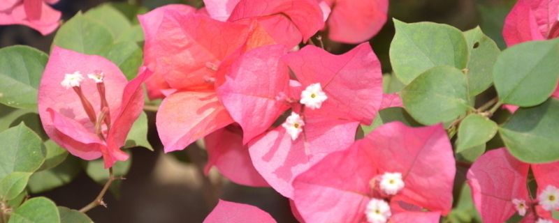 叶子花怎么种植（叶子花怎样种植）