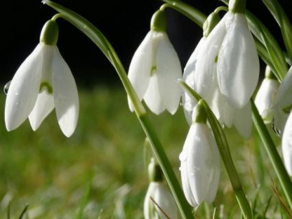 养护雪滴花有哪些要点（雪滴花怎么养）