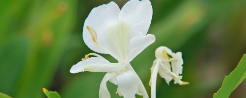 姜花是什么季节才有 姜花开花季节是几月份