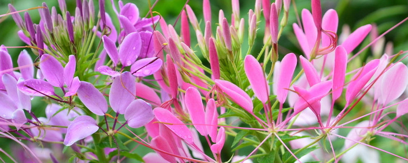 醉蝶花怎么养（怎样种醉蝶花）