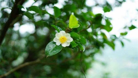 茶树花怎么养殖 茶树花怎么养殖在室内