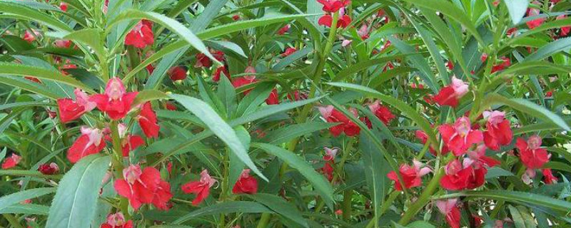 凤仙花种子怎么催芽（凤仙花如何播种种子）