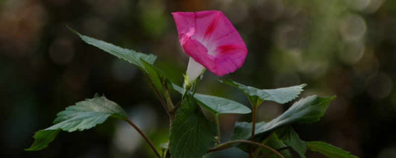 牵牛花花语什么意思 牵牛花花的花语