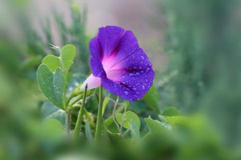 牵牛花花语什么意思