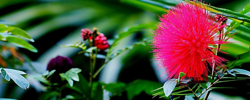 朱缨花和合欢花的区别（朱缨花和合欢花的区别在哪）