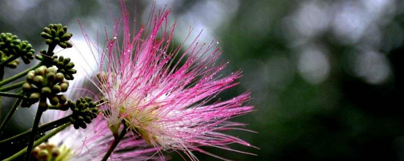 榕树花和合欢花一样吗 合欢树和榕花树一样吗