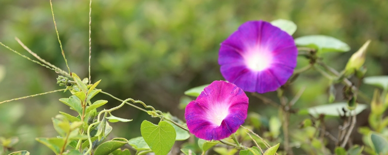 牵牛花的象征意义（牵牛花的象征意义作文）