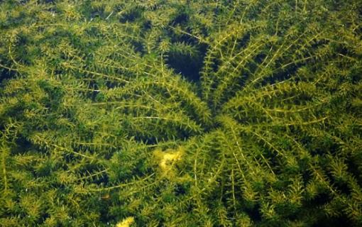 黑藻是什么生物 黑藻是什么生物类型