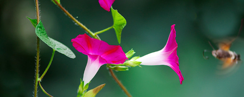 牵牛花是什么花