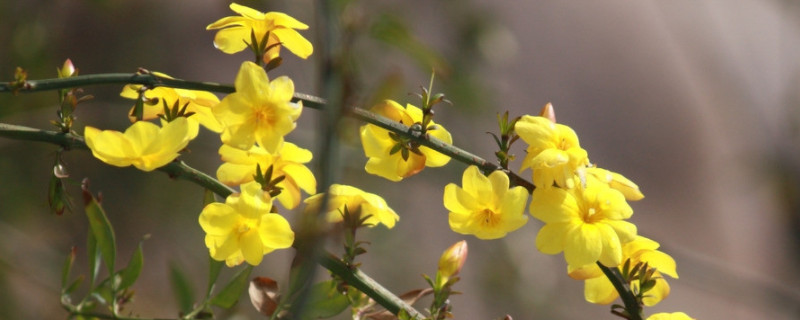 迎春花夏季怎么修剪 迎春花夏季怎么修剪迎春花盆景