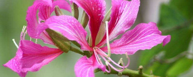 代表香港的花（香港的代表花是什么）