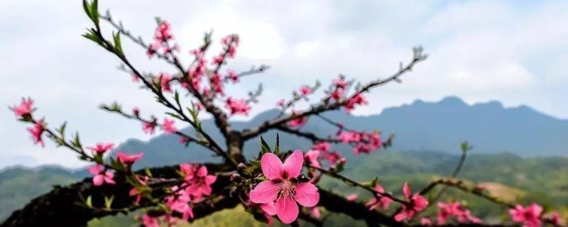 广东过年桃花怎样种植 广东桃花种植基地