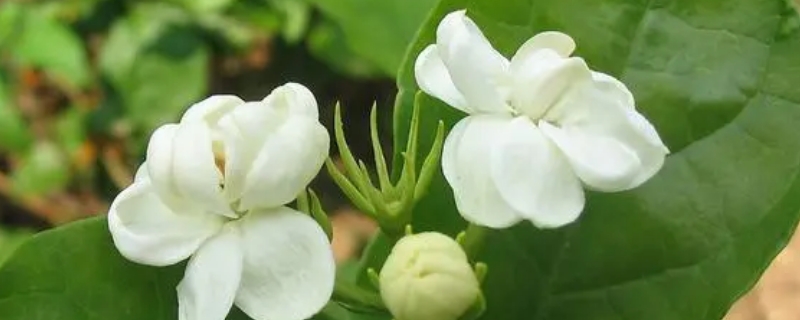 茉莉花冬季修剪时间和方法（茉莉花秋冬季修剪）