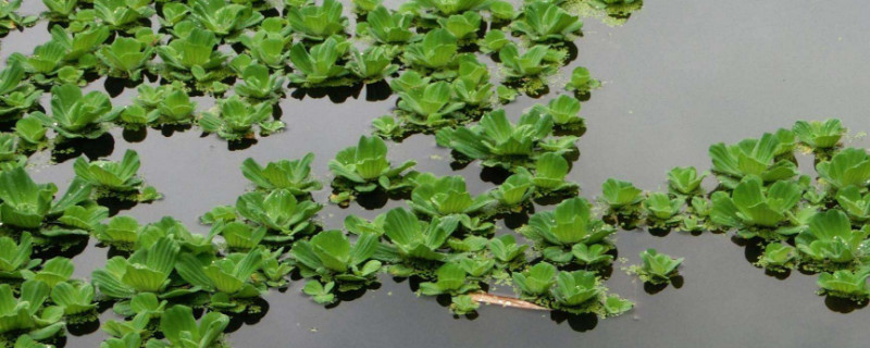 浮萍怎么繁殖 芝麻浮萍怎么繁殖