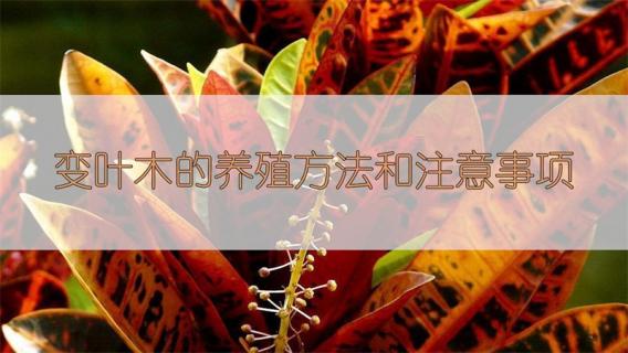 变叶木的养殖方法和注意事项 变叶木的养殖方法和注意事项螺旋