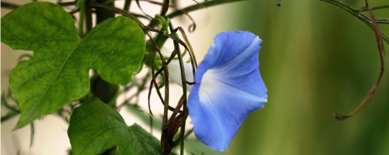 牵牛花有哪些特点 牵牛花有哪些特点有毒吗?