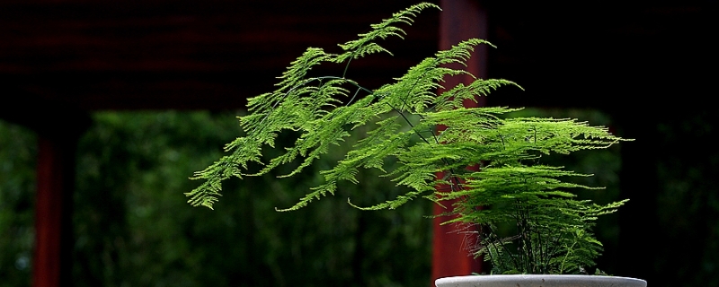 文竹开花的味道有毒吗 文竹开花有股难闻的气味