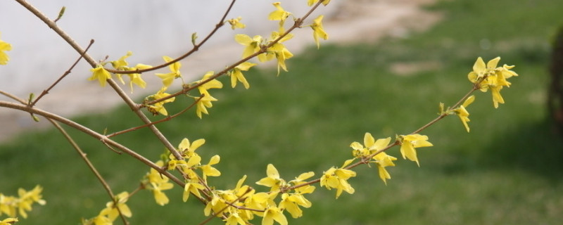 迎春花花语和寓意（迎春花花语及象征）