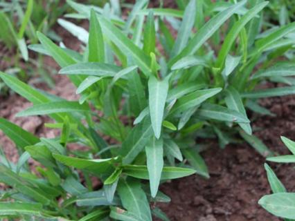 蕹菜病虫害防治：根据病虫害发生特点，对症下药