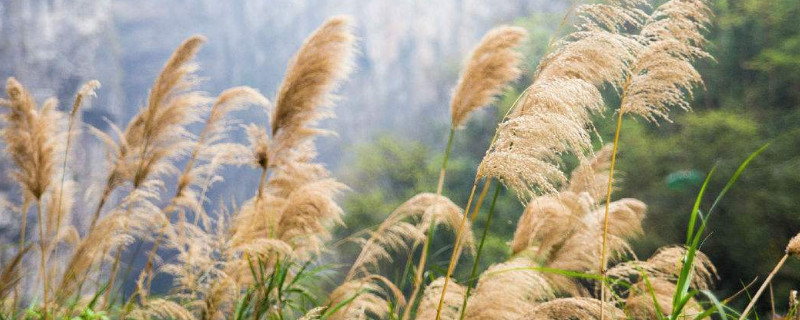 芦苇可以造纸吗（芦苇可以用来造纸吗）