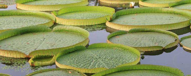 亚马逊王莲发芽温度（亚马逊王莲种植方法）