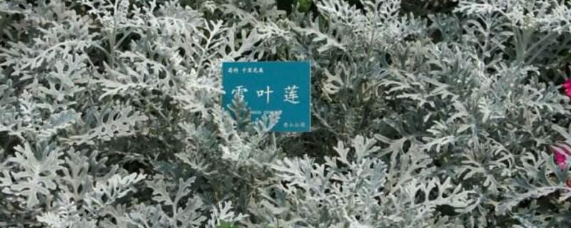 雪叶莲有毒吗 什么样子的雪莲有毒