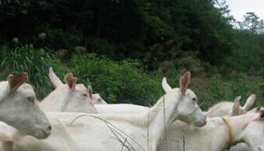 冬季山羊饲养管理技术要点 山羊的养殖技术及饲养管理