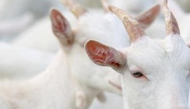 山羊的营养需要与需求特点（山羊有什么营养）