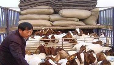 山羊的运输方法及注意事项 山羊长途运输前应打什么药物