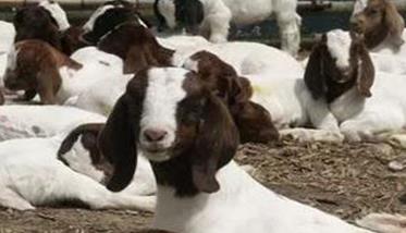 山羊繁殖规律及其品种改良方法 山羊繁殖技术