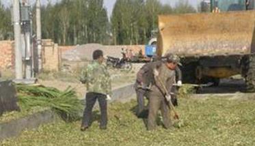 肉羊可利用的农作物秸秆有哪些 肉羊可利用的农作物秸秆有哪些种类