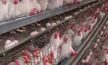 如何对蛋鸡进行分阶段饲养 蛋鸡饲养管理技术要点